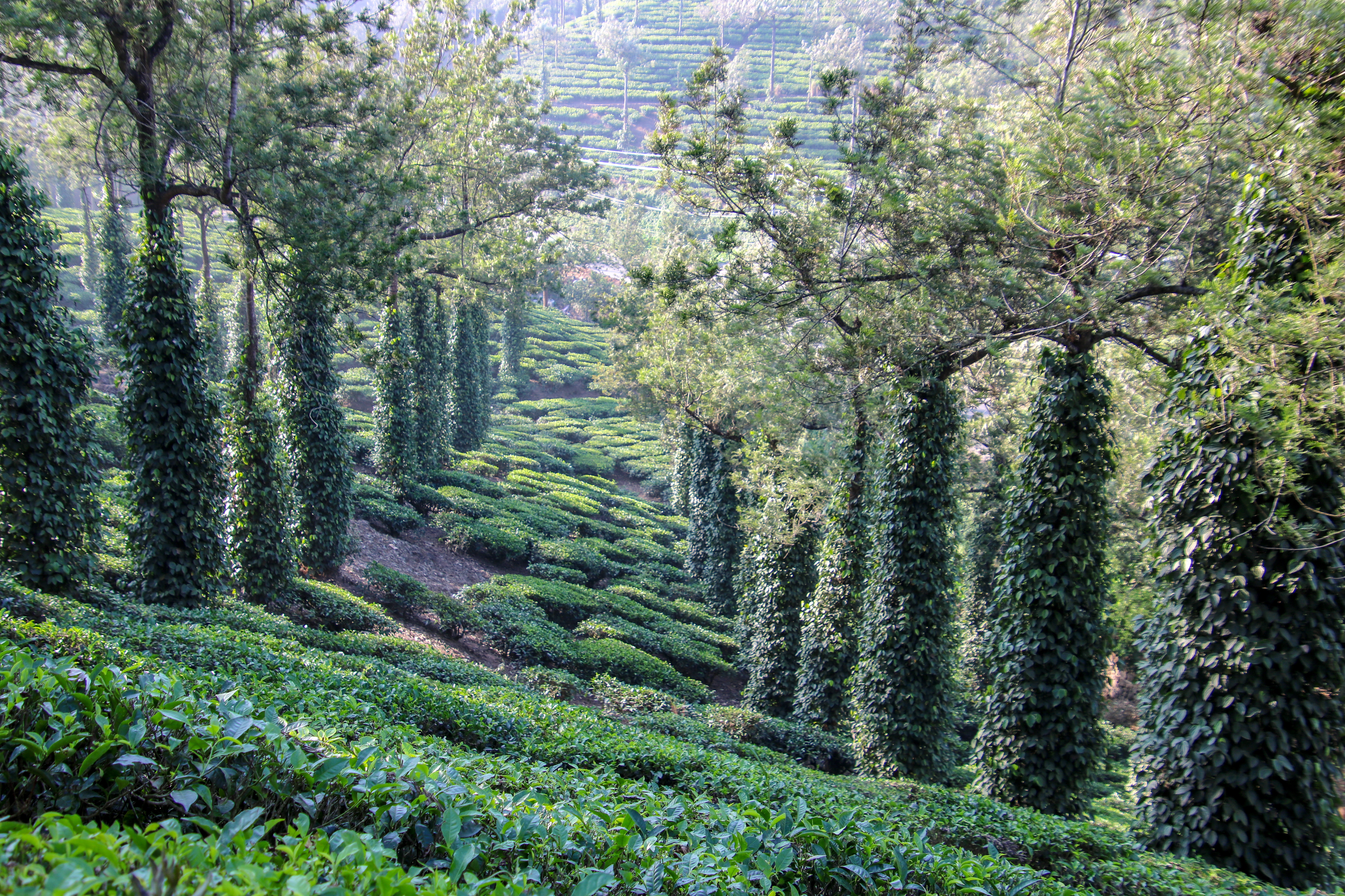 Pipirų plantacija Keraloje, Indijoje